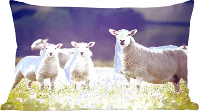 Produktbild von MuchoWow® Zierkissen Sofakissen Wohnzimmer Dekokissen 50x30 cm Schaf - Lamm - Blumen - Wohnzimmerdekoration - Polster mit Photo
