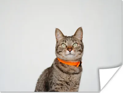 Produktbild von MuchoWow® Poster Katze - Halsband - Orange - Mädchen - Kinder - Jungen - Kinder 160x120 cm - Foto Plakat