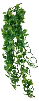 Productafbeelding van Spaltfilodendron Plant - 40 cm