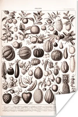Produktbild von MuchoWow® Poster Obst - Lebensmittel - Schwarz - Weiß 120x180 cm - Kunstposter