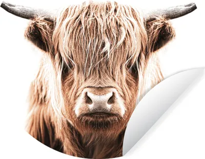 Produktbild von MuchoWow® Runde Wandtattoo - Wandsticker Tapete Aufkleber Tiere - Schottischer Highlander - Kuh Ø 30 cm Selbstklebend und Repositionierbar - Wandaufkleber - Kreis - Wandbild - Fototapete - Selbstklebend - Dekoration - Wandschmuck - Schlafzimmer