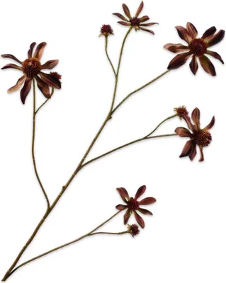 Productafbeelding van Silk-ka Kunstbloem - Zijden bloem, Rudbeckia tak, bordeauxbruin, 91 cm