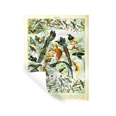 Obrázok produktu pre MuchoWow® Nálepka na stenu - Vtáky - Zvieratá - Príroda - 30x40cm - Samolepiaca a polohovateľná