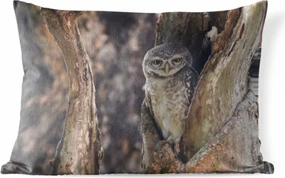 Produktbild von MuchoWow® Outdoor Kissen - Eule - Baum - Wald - 60x40 cm - Wetterfest - Lounge Kissen - Zierkissen - Kissen für Innenräume