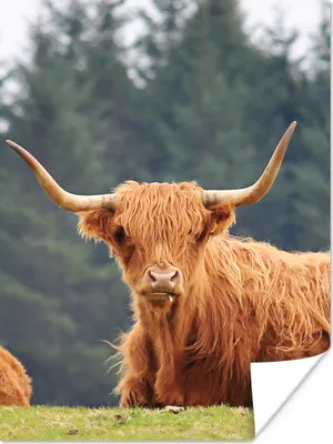 Produktbild von MuchoWow® Poster Schottische Highlander - Gras - Wald 120x160 cm - Wandbilder