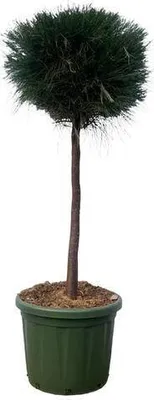 Produktbild von Pinus Cesarerina - 180 cm - Ø48Cm
