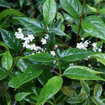 Produktbild von Deutzia multiradiata - Sternchenstrauch 40-60