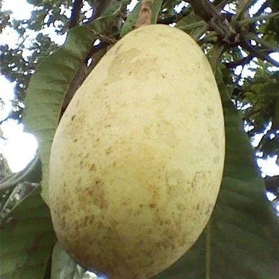 Produktbild von Weiße Mango (Mangifera caesia) - 1 Samen