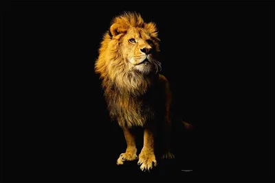 Produktbild von Digitaldruck-Tapete Lion livingwalls (1034239)