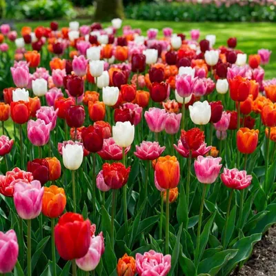 Productafbeelding van Winterharde, meerjarige tulpenbollen – Supercollectie – 50 bloembollen – Echte planten uit Nederland – Tulpenbollen voor tuin, potten en balkon (grote bollen, geen zaden, niet kunstmatig)