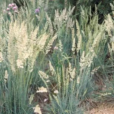 Obrázok produktu pre 6 x Koeleria glauca - Schillerova tráva - kvetináč 9 x 9 cm