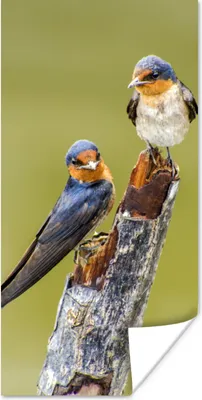Produktbild von MuchoWow® Poster Vögel - Zweig - Porträt 20x40 cm - Plakat - Foto