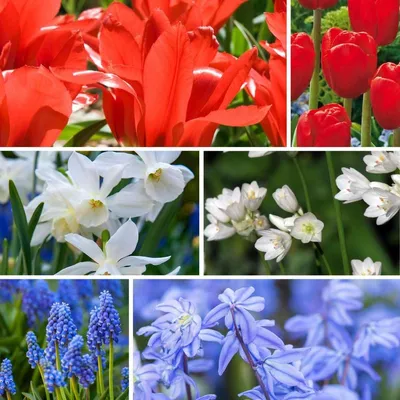 Obrázok produktu pre Zmes tulipánových cibuľiek z Holandska pre farebnú záhradu