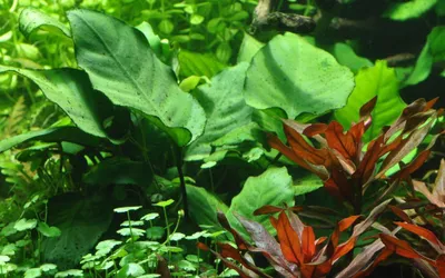 Produktbild von Aquarium Pflanze Anubias barteri caladiifolia Tropica Nr.101U Wasserpflanzen