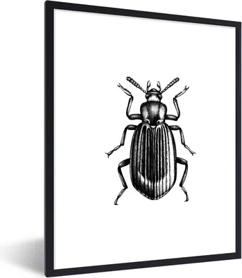 Produktbild von MuchoWow® Gerahmtes Poster Käfer - Tiere - Vintage 60x80 cm - Poster mit Schwarzem Bilderrahmen Wandposter Rahmen Foto Bilder - Premium - Wanddeko Wohnzimmer