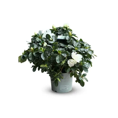 Image de Azalée indica - plante d'intérieur - ↕ 40-50 cm - ⌀ 18 cm - fleur blanche