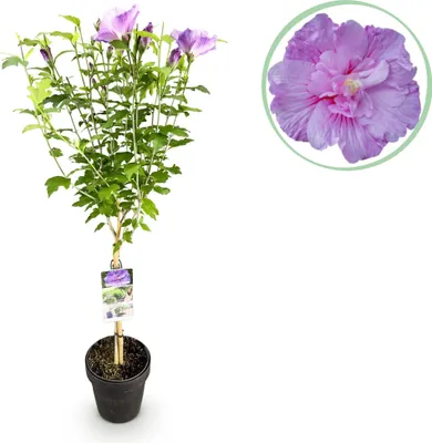Produktbild von Hibiscus syriacus Lavender Chiffon – Stamm-Pflanze Ø19cm – ca. 90cm hoch – Winterharte Terrassen- & Balkonpflanze – Lila gefüllte Blüten – Pflegeleicht & bienenfreundlich