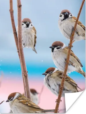 Produktbild von MuchoWow® Poster Vögel - Spatz - Tiere - Äste 90x120 cm - Wohnzimmer
