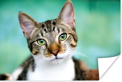 Produktbild von MuchoWow® Poster Katze - Porträt - Augen 60x40 cm - Schlafzimmerdekoration
