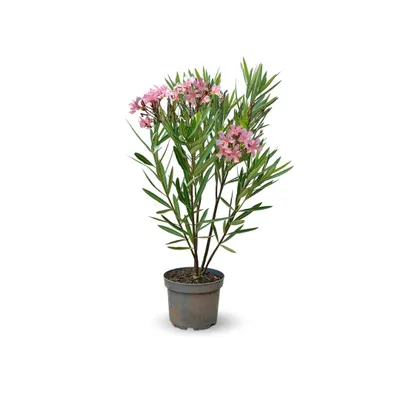 Image de Laurier rose nain - nerium oleander nana - ↕ 70-80 cm - ⌀ 19 cm - plante d'extérieur - fleur rose