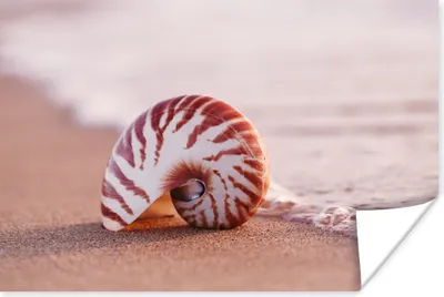 Produktbild von MuchoWow® Poster Muschel - Strand - Meer - Sand 60x40 cm - Schlafzimmerdekoration