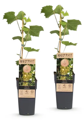 Produktbild von Green boutiQ - Obstpflanze - Vitis vinifera Lakemont - Weintraubenpflanze - Winterhart - Goldgelbe Traube - 2 Pflanzen - Topf 15cm - Höhe 50cm