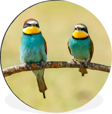 Produktbild von MuchoWow® Aluminium Wandkreis Vögel - Tiere - Bienenfresser Ø 90 cm Wanddeko Modern Wohnzimmer - Mauerkreis - Wandbilder - Runde Bild - Bild aus Aluminium - Schlafzimmer - Wohnzimmerdekoration - Wand Dekoration