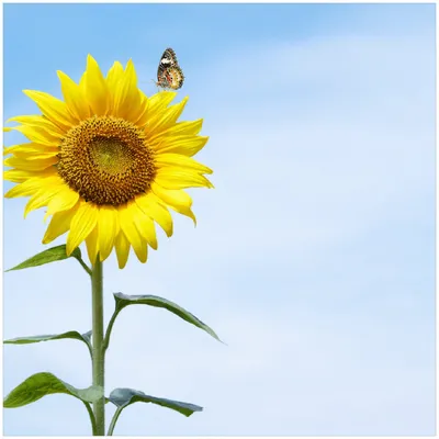 Produktbild von Wallario Premium Glasbild, freischwebende Optik, kräftige Farben, Größe 30 x 30 cm Motiv Sonnenblume mit Schmetterling