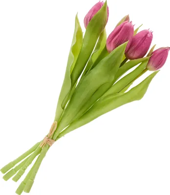 Produktbild von Tulpen Bund mit 3 Blüten und 2 Knospen, L ca. 31 cm Fuchsia