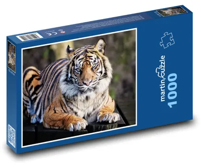 Obrázok produktu pre Puzzle 1000 Tiger - majestátna šelma - martinpuzzle