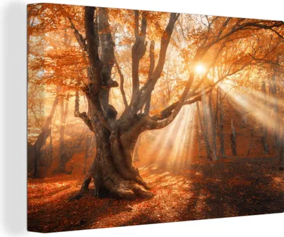 Produktbild von MuchoWow® - Leinwandbilder - Baum - Natur - Herbst, Wandbild, Wanddeko Bilder Wohnzimmer, 120x80cm