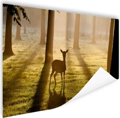 Produktbild von MuchoWow® Poster Hirsche - Wald - Sonne 120x80 cm - Bilder