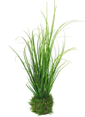 Produktbild von artplants.de Deko Gras Lampenputzergras Weilin auf Grasballen, grün, 35 cm - Deko Grasbüschel