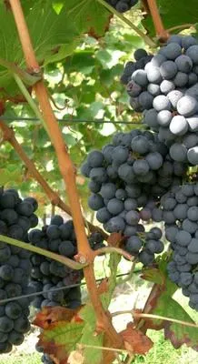 Obrázok produktu pre Vitis vinifera 'Frankenthaler' ('čierna hamburg') - vinič 'Frankenthaler' | 50-60 cm vo výsadbovom kontajneri