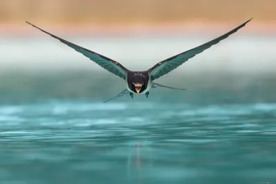 Produktbild von Vögel Kunstdruck Bild - Schwalbe Im Gleitflugœber Der Wasser-Oberfläche (80 x 120 cm)