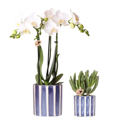 Produktbild von Kolibri Orchids Set aus weißer Phalaenopsis Orchidee Amabilis und Sukkulente Crassula Hobbit im blauen Painted Stripe Topf Topfgröße 9cm + 6cm