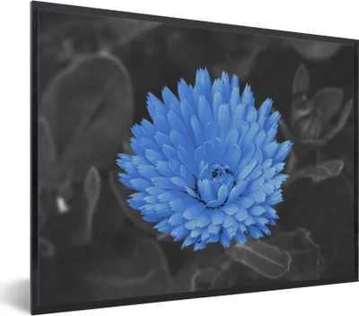 Produktbild von MuchoWow® Gerahmtes Poster Blumen - Schwarz - Weiß - Blau 80x60 cm - Poster mit Schwarzem Bilderrahmen Wandposter Rahmen Foto Bilder - Schwarzem - Mit Gestell