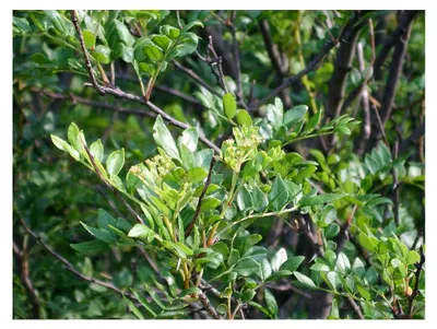 Produktbild von Szechuanpfeffer Zanthoxylum schinifolium Pflanze 15-20 cm