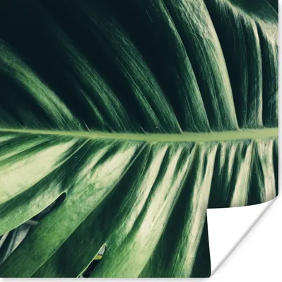 Produktbild von MuchoWow® Poster Blätter - Tropisch - Dschungel 100x100 cm - Babyzimmer