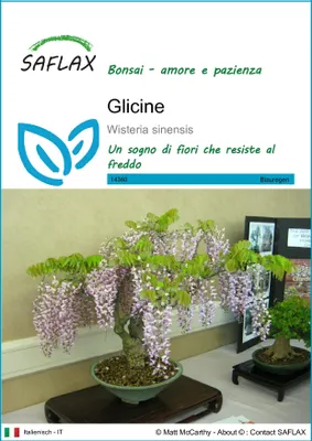 Immagine prodotto di SAFLAX  - Glicine - 4 semi - Wisteria
