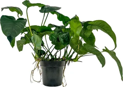 Produktbild von Mutterpflanze Aquarium Pflanze Anubias barteri XL AquaOne Nr.301A Wasserpflanze
