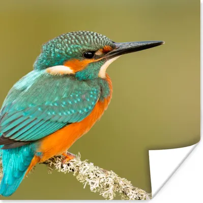 Produktbild von MuchoWow® Poster Eisvogel - Tiere - Vogel 75x75 cm - Wand Dekoration