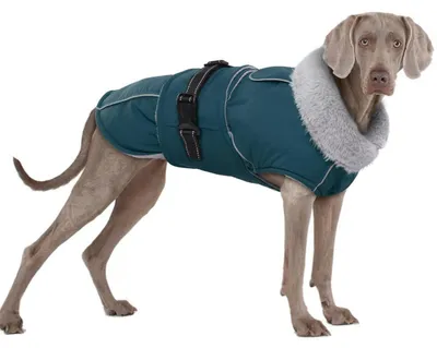 Immagine prodotto di Cappotto per cani, inverno, impermeabile, caldo, verde scuro, taglia 3XL