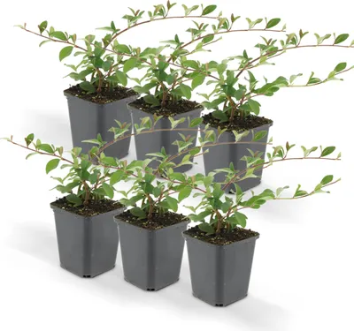 Zdjęcie produktu dla Roslina okrywowa - Irga dammera - Irga dywanowa - Doniczka 9 cm - Zestaw 6 roslin