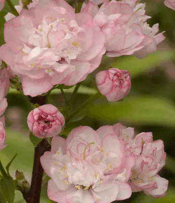 Produktbild von BALDUR Garten 1x Mandelbaum, Pflanze im 2 Liter-Topf, Prunus triloba, Zierstrauch, winterhart, blühend - gefüllte, rosa Blüten, mehrjährig, Rosengewächs