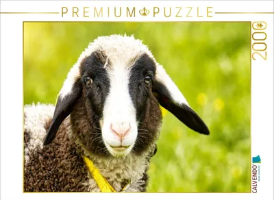 Produktbild von CALVENDO Puzzle Schlappohrlamm | 2000 Teile Lege-Größe 90x67cm Foto-Puzzle für glückliche Stunden