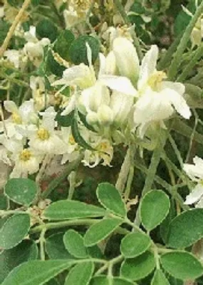 Produktbild von Moringa