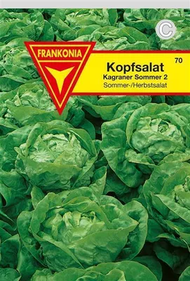 Produktbild von Kopfsalat Kagraner Sommer 2