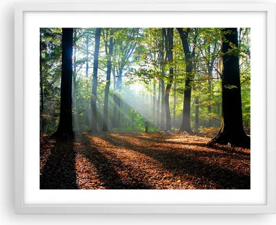 Produktbild von Gerahmtes Poster - Weißer Rahmen - Wald Blätter Sonne - 50x40 cm - Wand Bild - Wanddeko - Wandbilder - Kunstposter - Wandposter - Bilderrahmen - Bilder - Kunstdruck - Wandbild - P2WAA50x40-0136