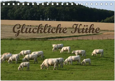 Produktbild von Glückliche Kühe (Tischkalender 2025 DIN A5 quer), CALVENDO Monatskalender